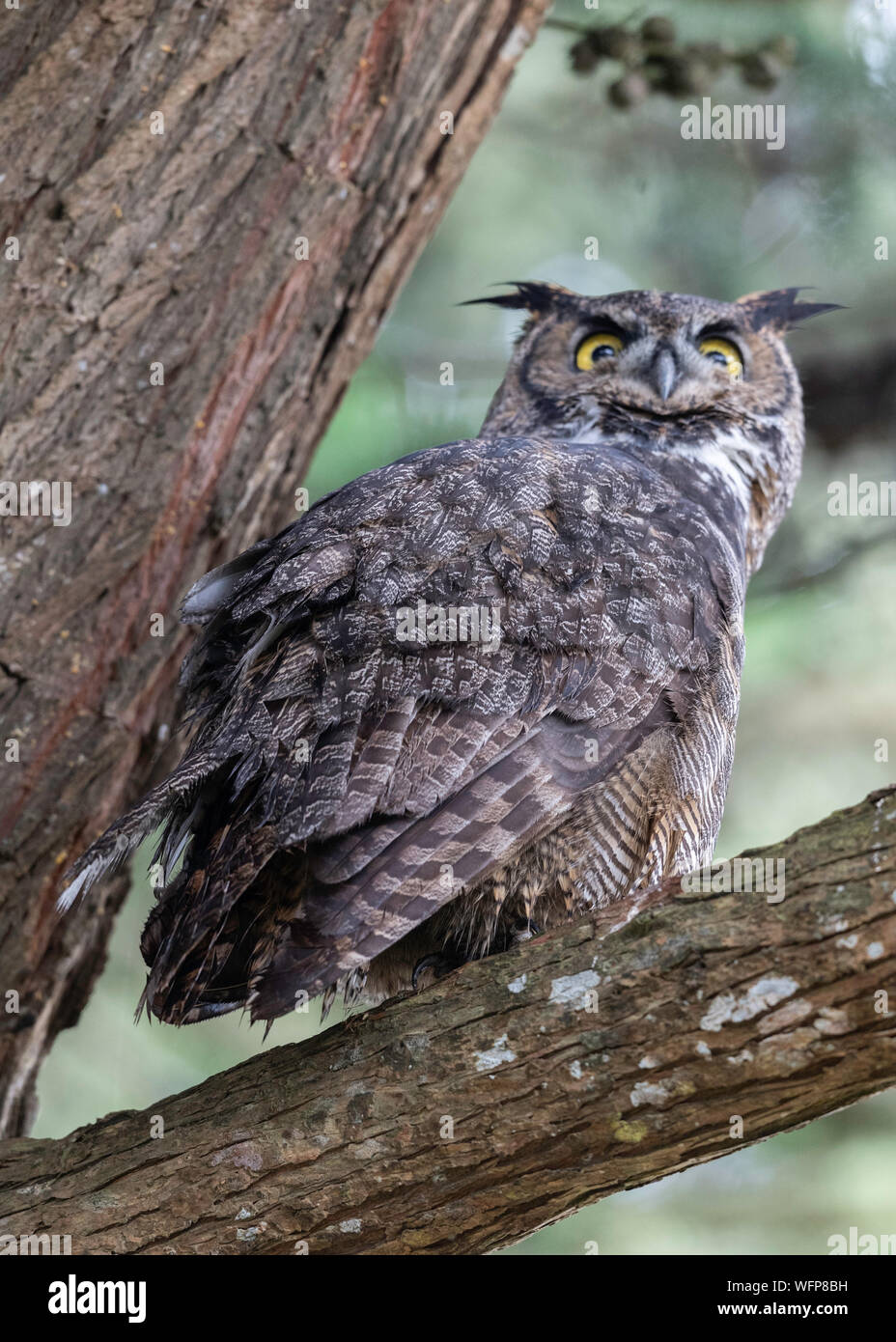 Großhorneule (Bubo virginianus), Point Reyes National Seashore, Kalifornien Stockfoto