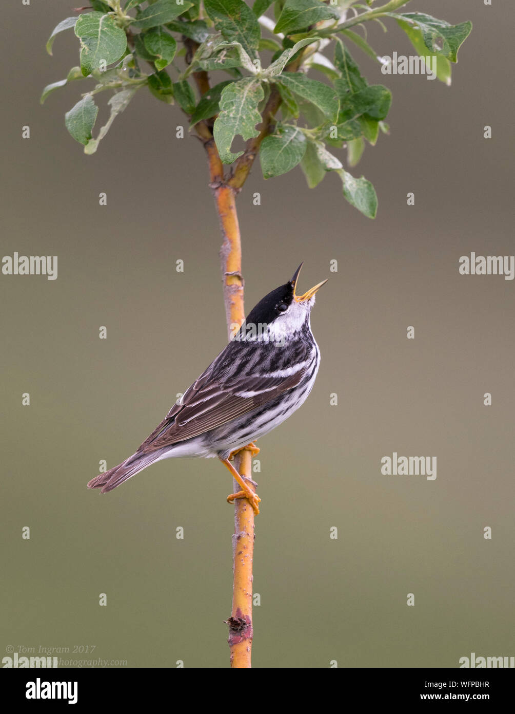 Blackpoll Warbler, Nome, Alaska, USA Stockfoto