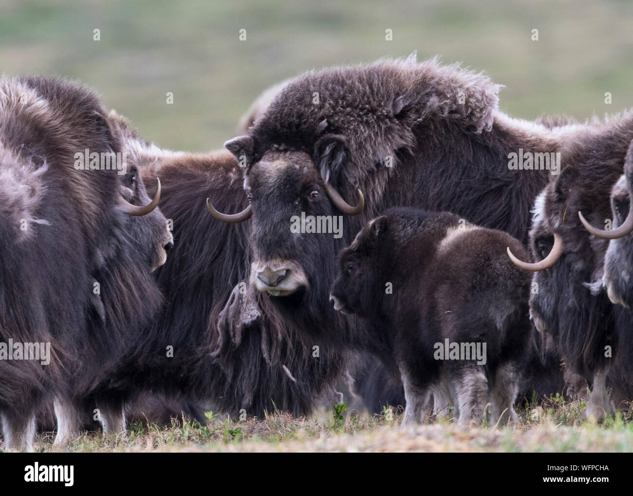 MuskOx Stockfoto