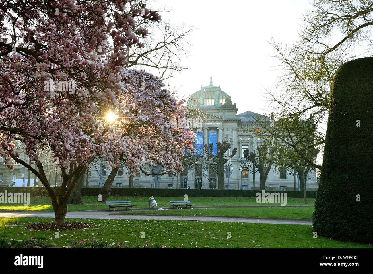 Frankreich, Bas Rhin, Straßburg, Neustadt aus dem deutschen Zeitraum als Weltkulturerbe von der UNESCO, Place de la Republique, Magnolie in voller Blüte, National- und Universitätsbibliothek Stockfoto