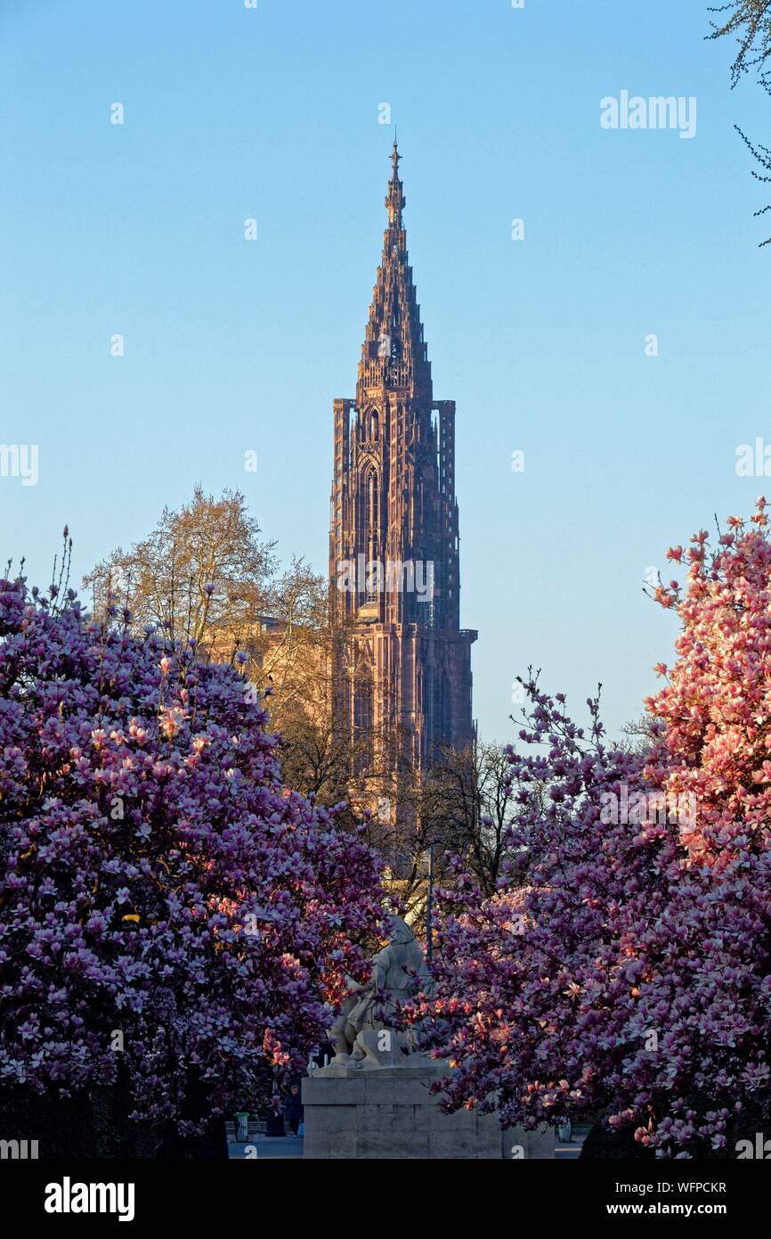 Frankreich, Bas Rhin, Straßburg, Neustadt aus dem deutschen Zeitraum als Weltkulturerbe von der UNESCO, Place de la Republique, Magnolie in voller Blüte, Krieg, Denkmal, eine Mutter hält Ihr zwei sterben Kinder, schaut man über Frankreich und der andere schaut über Deutschland und der Kathedrale Notre Dame im Hintergrund Stockfoto