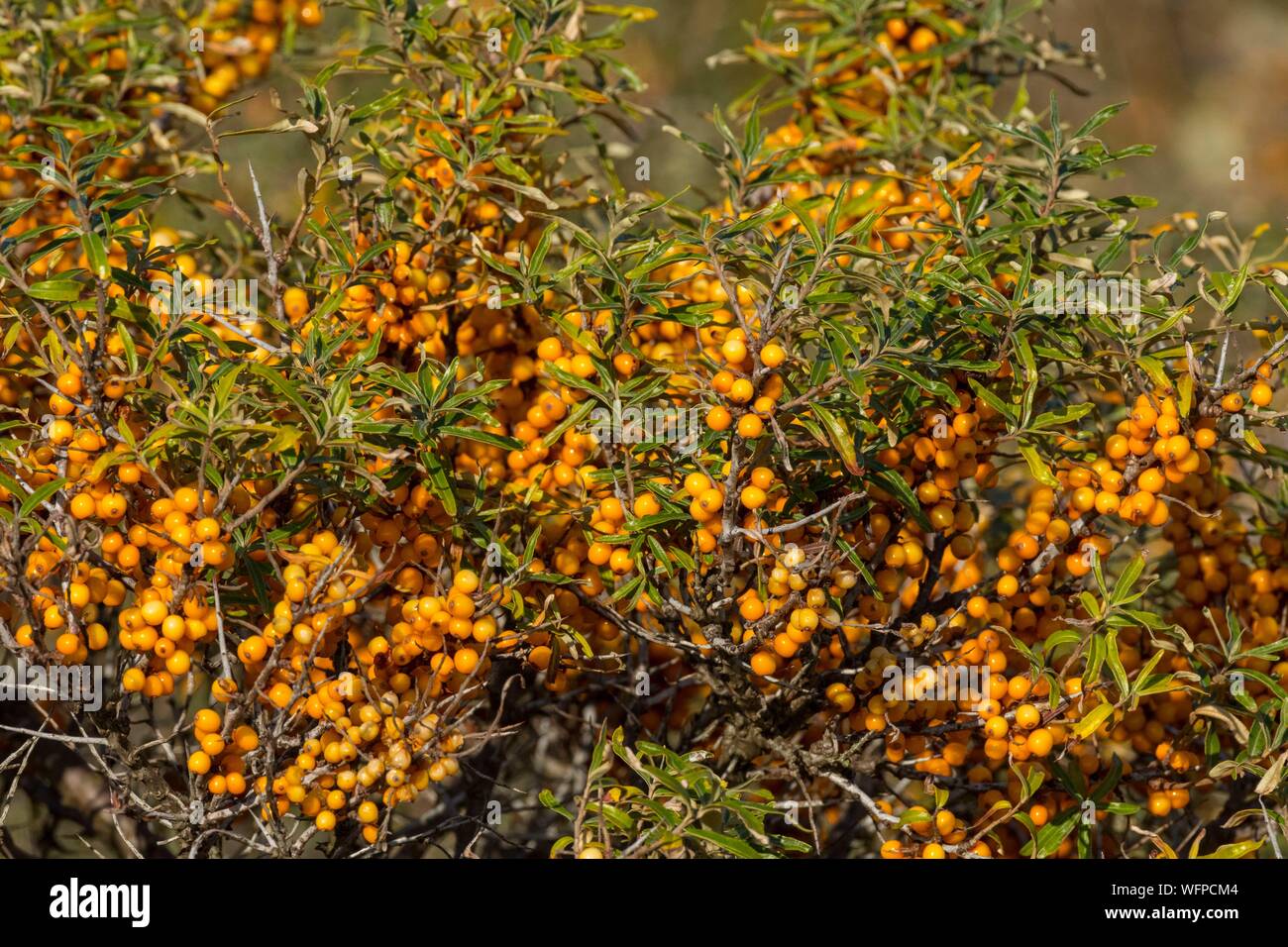 Frankreich, Somme, Somme Bay, Le Crotoy, Maye Strände, Sanddorn (Hippophae rhamnoides L.) mit orangen Beeren im Herbst abgedeckt Stockfoto