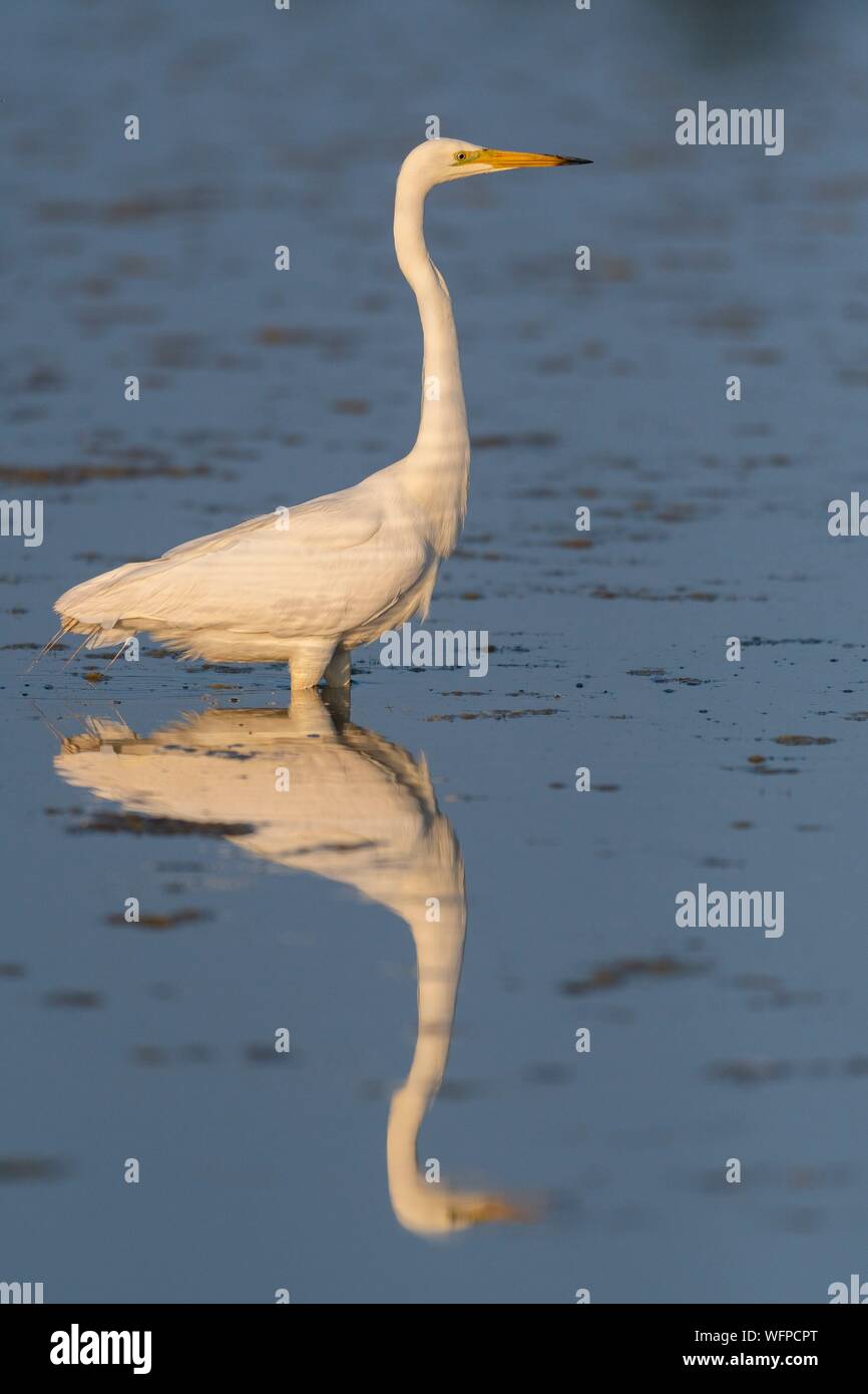 Frankreich, Somme, Somme Bay, Le Crotoy, Crotoy Marsh, Silberreiher (Ardea alba) Angeln im Teich Stockfoto