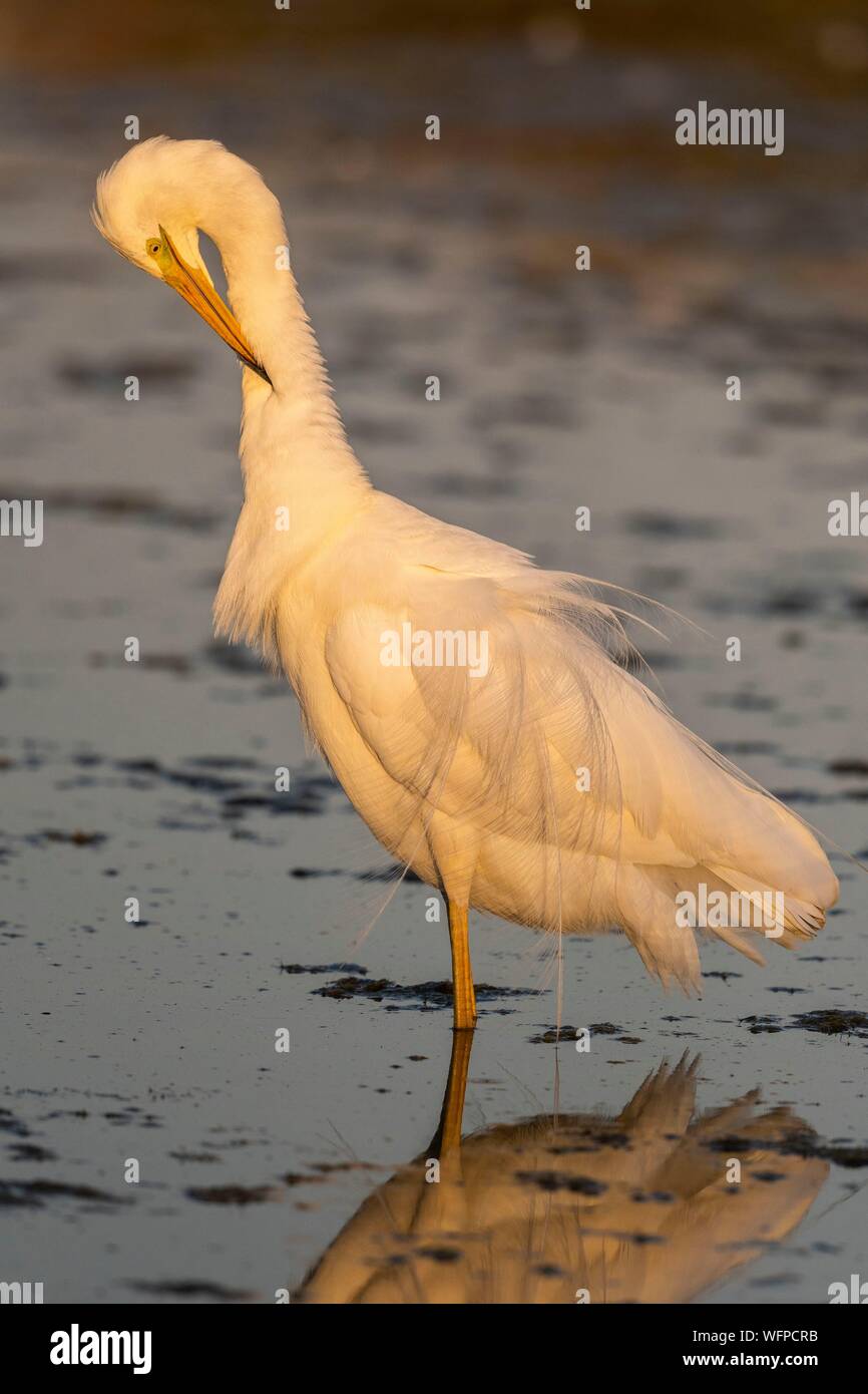 Frankreich, Somme, Somme Bay, Le Crotoy, Crotoy Marsh, Silberreiher (Ardea alba) Angeln im Teich Stockfoto