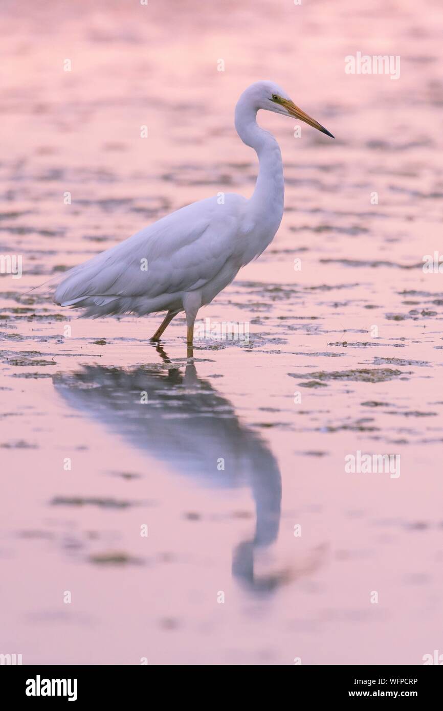 Frankreich, Somme, Somme Bay, Le Crotoy, Crotoy Marsh, Silberreiher (Ardea alba) Angeln im Teich Stockfoto