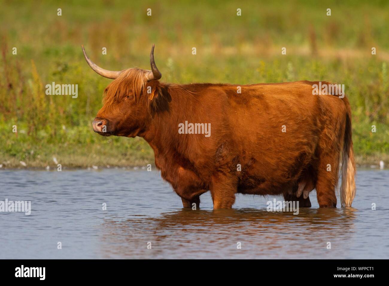 Frankreich, Somme, Somme Bay, Crotoy Marsh, Le Crotoy, Highland Cattle (Schottische Kuh) für Sumpf Wartung und eco Beweidung Stockfoto