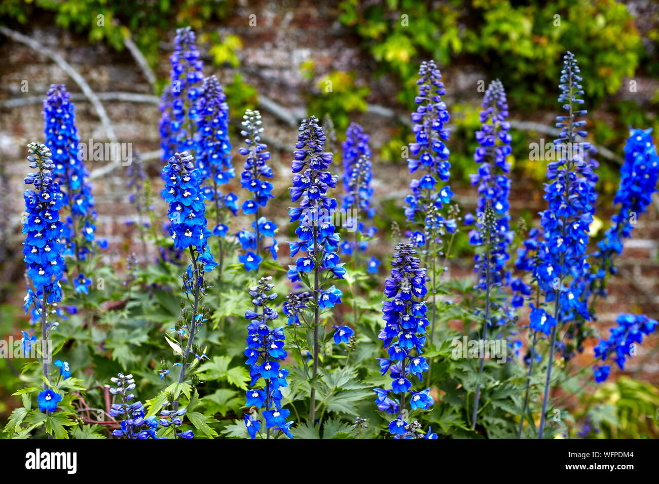 Polesden Lacey ist ein edwardianisches Haus und Immobilien, auf die North Downs am Great Bookham, in der Nähe von Dorking, England eine wird vom National Trust. Stockfoto