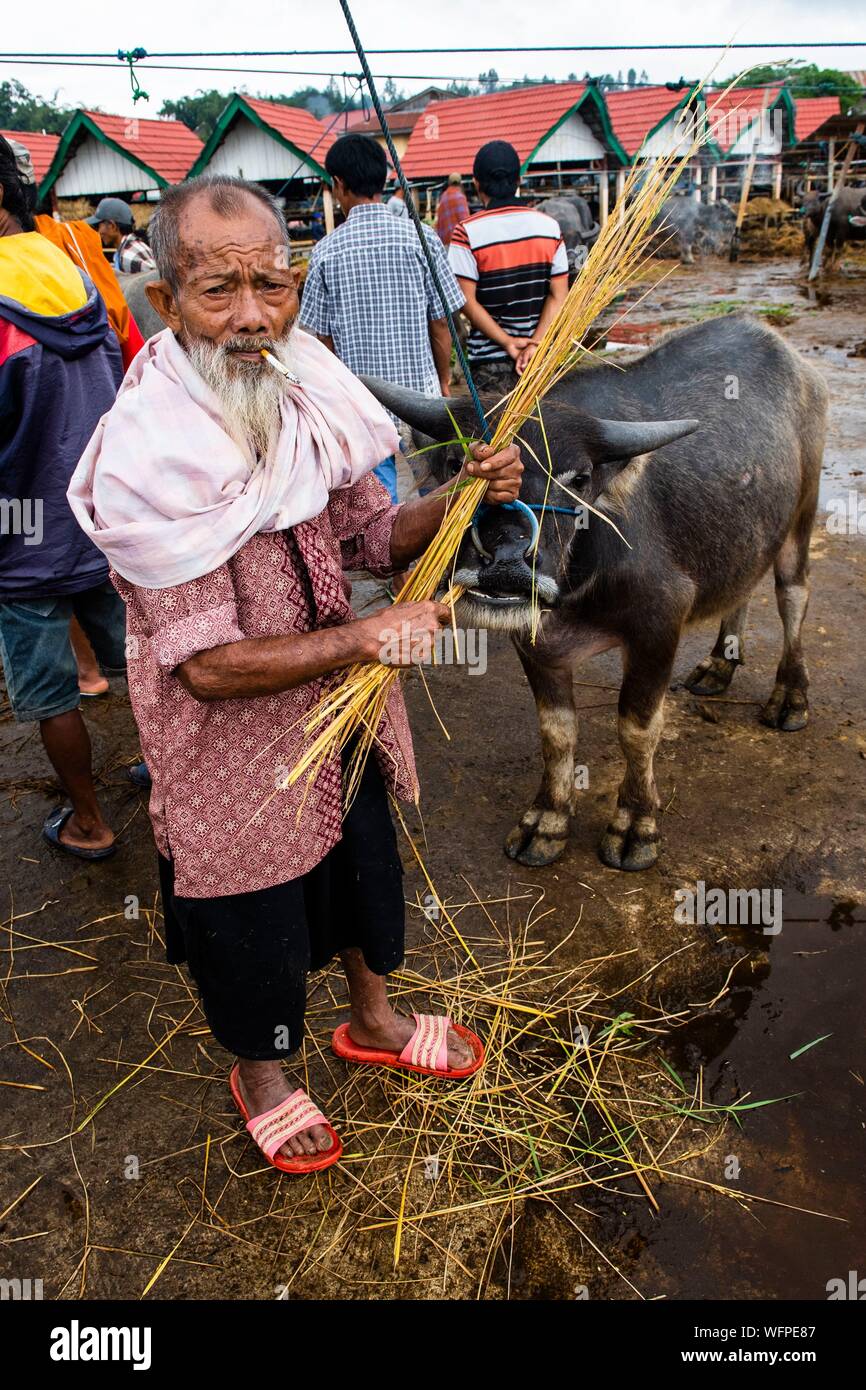 Indonesien, Insel Sulawesi, Toraja Land, Tana Toraja, Tana Toraja, Rantepao, buffalo Markt Stockfoto