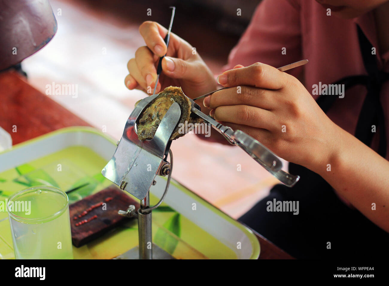 Spezialwerkzeuge zum Öffnen von Austern und zum Extrahieren von Perlen in der Perlenfabrik Stockfoto