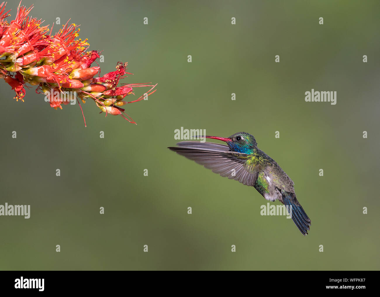 Großschnabel Kolibri (Cynanthus latirostris), ein kleiner Kolibri, der in Mexiko und im Südwesten der Vereinigten Staaten lebt Stockfoto