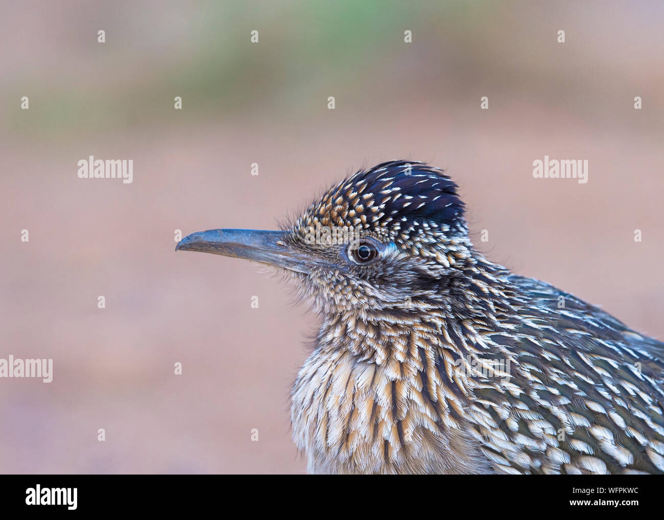 Greater Roadrunner (Geococcyx californianus) ist ein langbeiniger Vogel aus der Familie Cuculidae aus der Region Aridoamerica im Südwesten Stockfoto