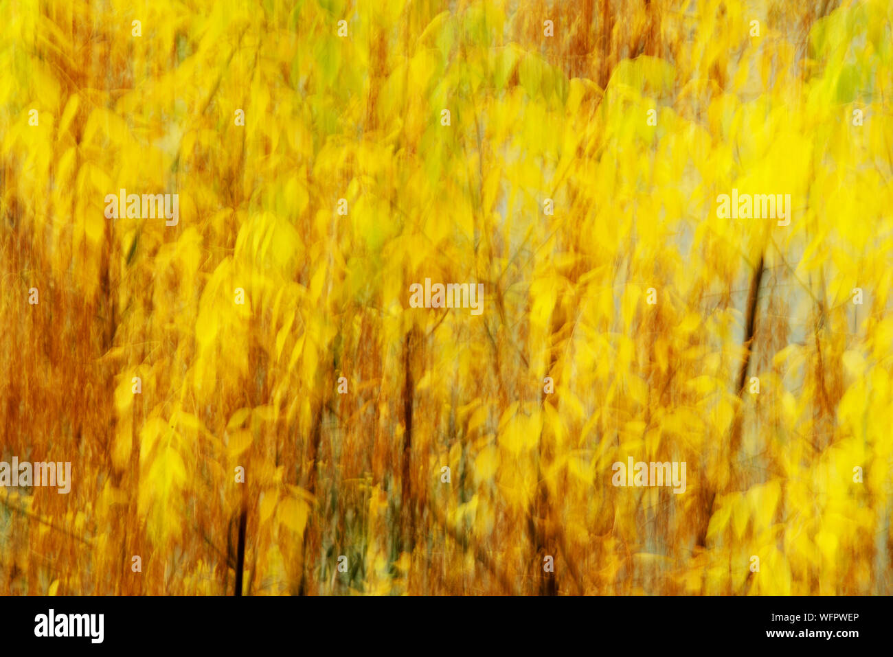 Full Frame Geschossen von Gelbe Blume Feld Stockfoto