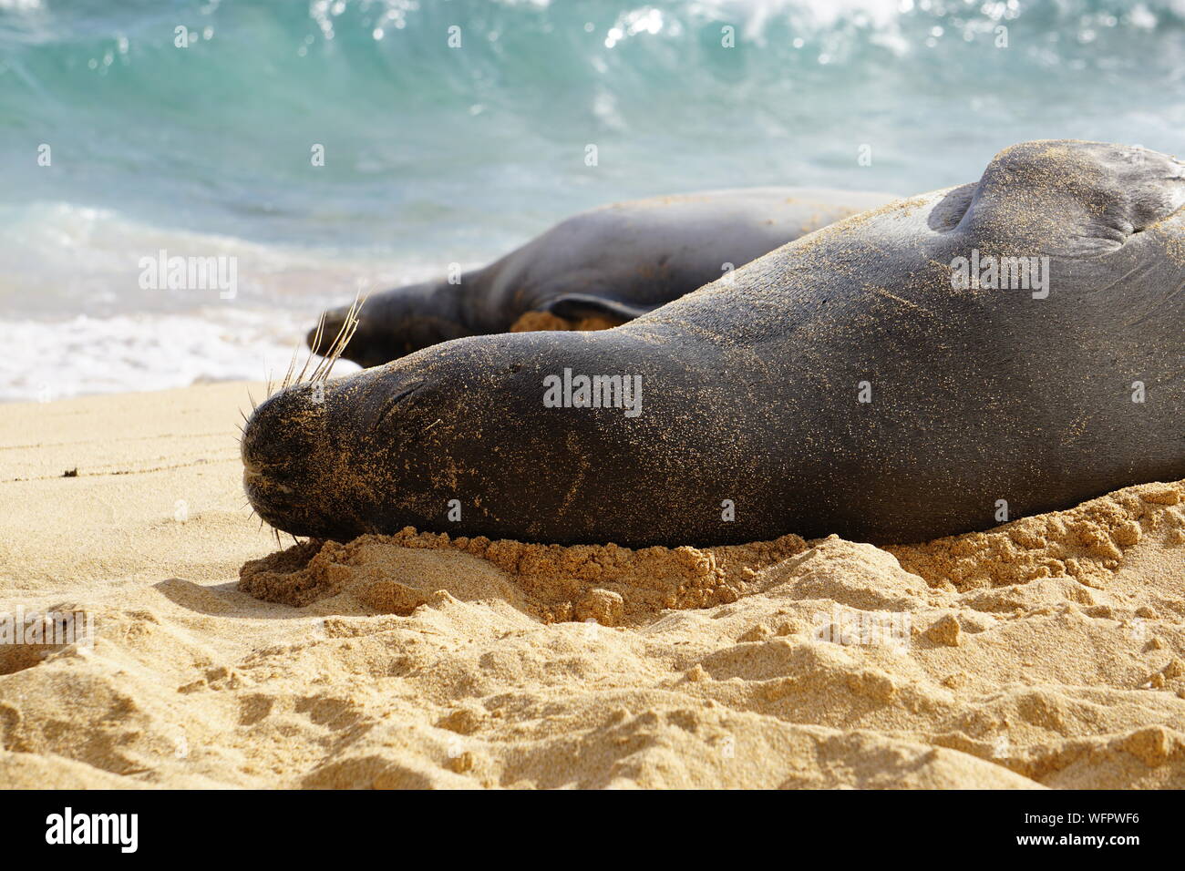 Hawaiianische Mönchsrobbe ruht am Poipu Beach in Kauai. Die Mönchsrobbe, eine bedrohte Art, schläft oft stundenlang im Sand. Stockfoto