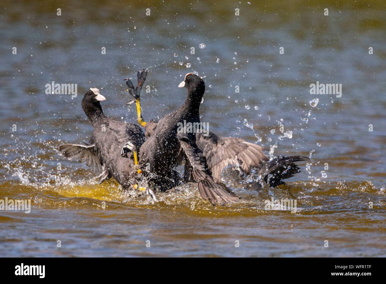 Frankreich, Somme (80), Bucht der Somme, Naturpark der Bucht der Somme, Saint-Quentin-en-Tourmont, Ornithologischen Park von Marquenterre, zwischen Blässhuhn (Fulica atra - Eurasian Coot): Wenn der Blässhühner siedeln sich für die Zucht im Frühjahr, Konflikte werden zahlreiche für die Verteidigung des Territoriums mit Personen, die nicht einen Begleiter gefunden haben Kampf Stockfoto