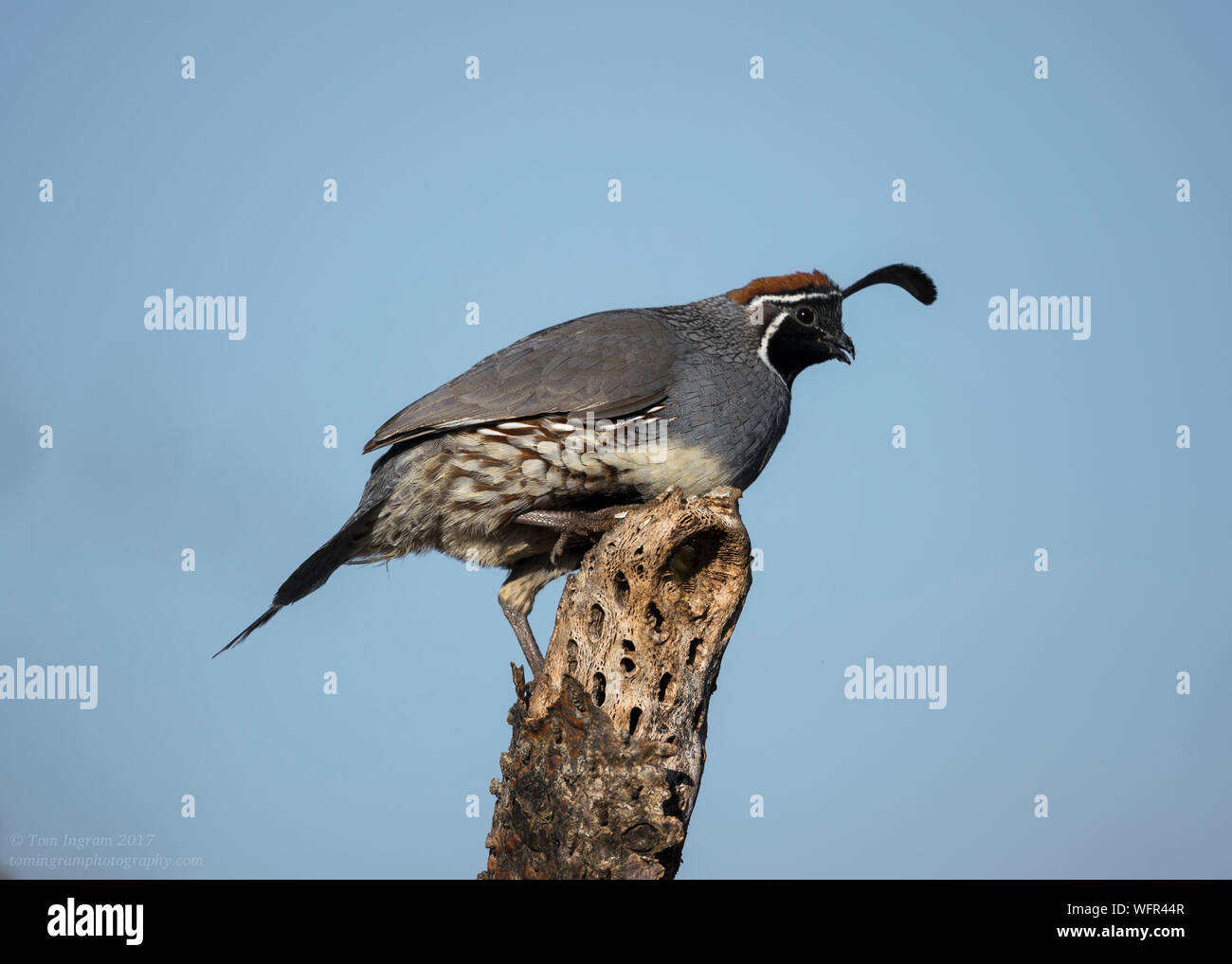Gambel's Quail (Callipepla gambelii) lebt in den Wüstenregionen von Arizona, Kalifornien, Colorado, New Mexico, Nevada, Utah, Texas und Sonora Stockfoto
