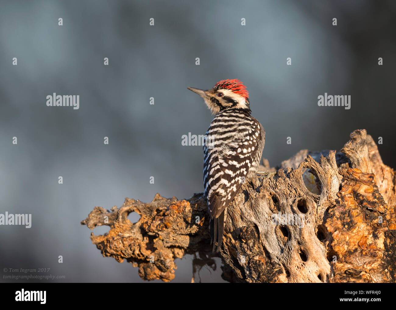 Der Leiterspecht (Dryobates scalaris) ist ein nordamerikanischer Spechte Stockfoto