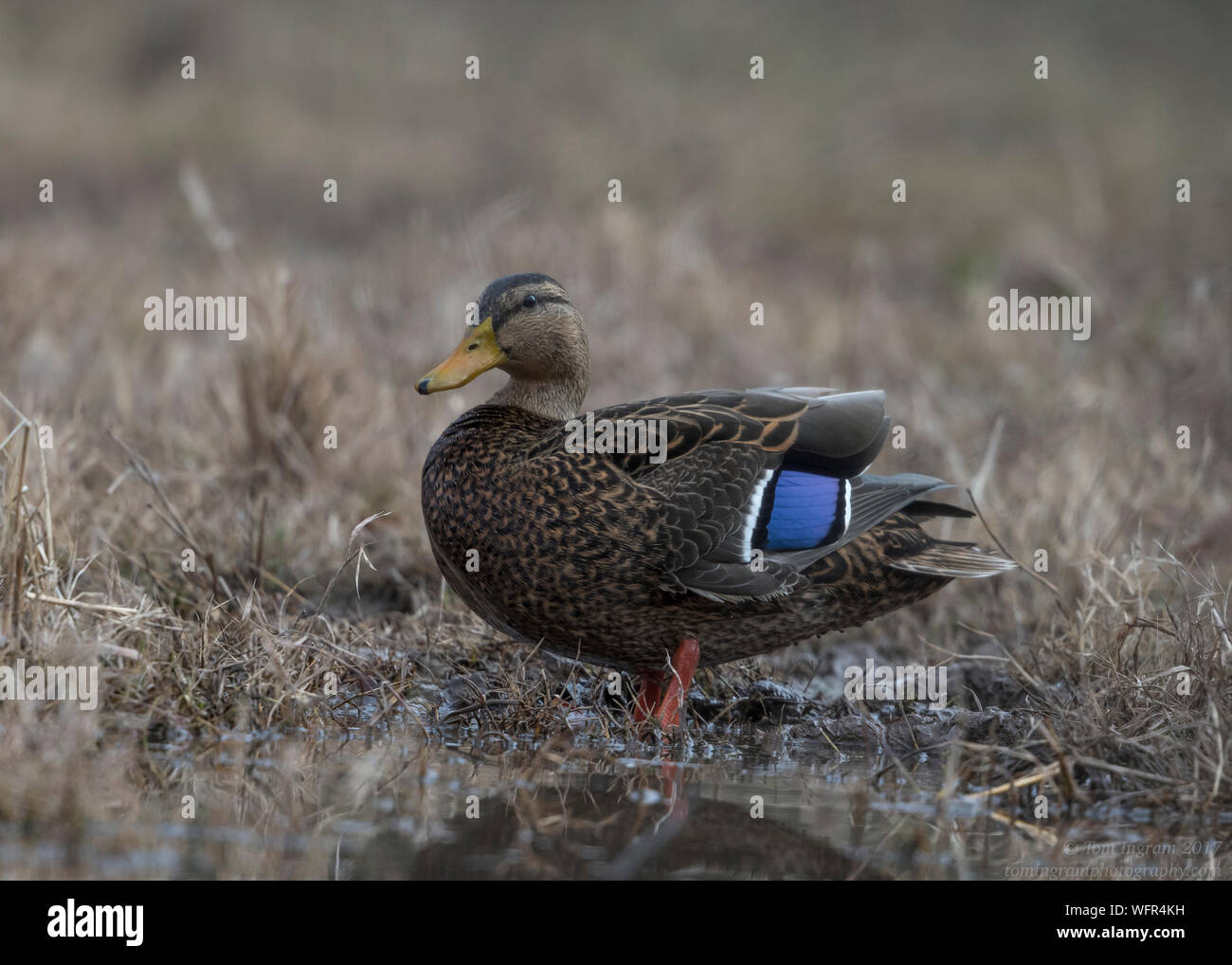 Die mexikanische Ente (Anas diazi) ist eine Art der Dabbling-Ente, die in Mexiko und im Südwesten der Vereinigten Staaten brütet Stockfoto