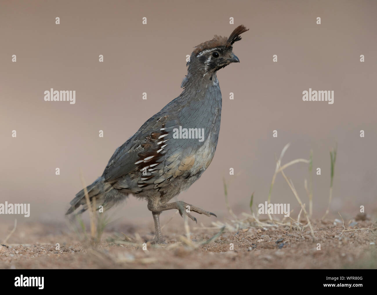 Gambel's Quail (Callipepla gambelii) lebt in den Wüstenregionen von Arizona, Kalifornien, Colorado, New Mexico, Nevada, Utah, Texas und Sonora Stockfoto