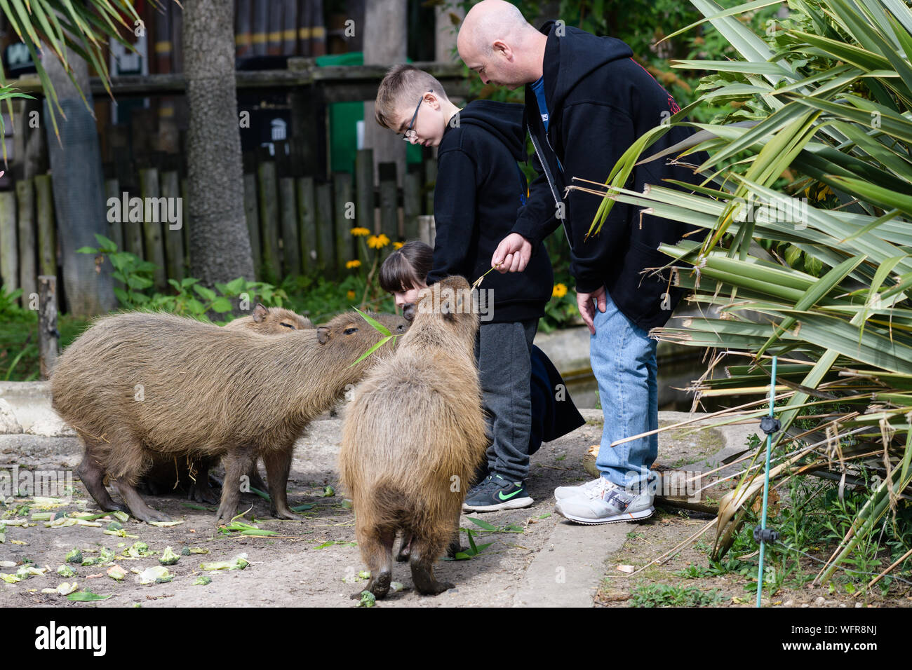 Zoo Capybara Stockfotos und -bilder Kaufen - Seite 3 - Alamy