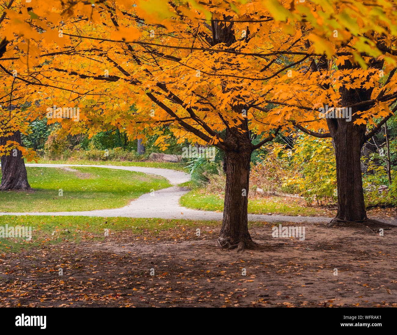 Herbst (Herbst) bei hohen Park, Toronto, Ontario, Kanada, pigmentierte Blätter wurde Gelb mit losen Blätter auf dem Boden Stockfoto