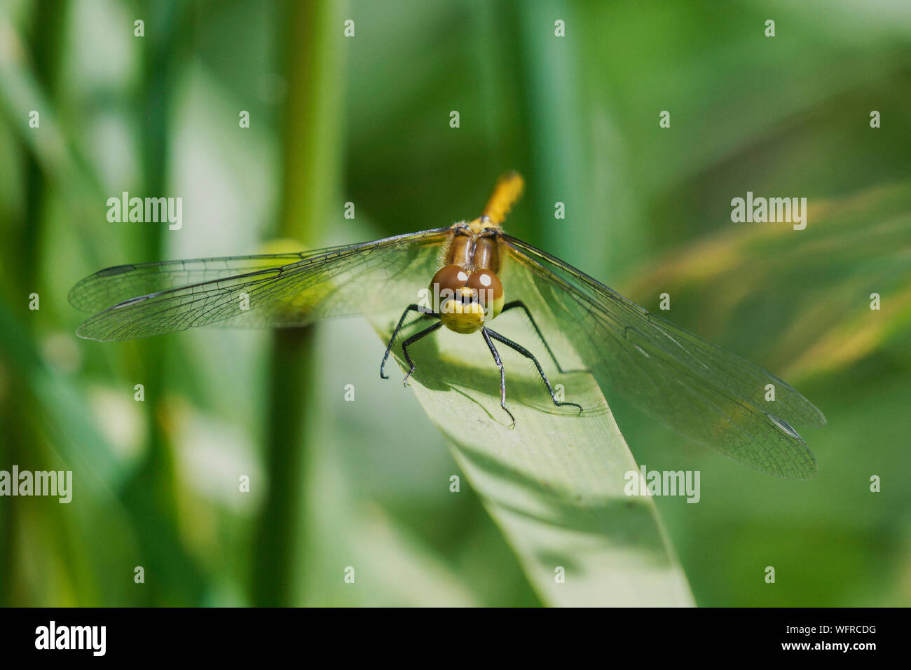 Gemeinsame Darter Dragonfly Ruhestätte auf Blatt Stockfoto