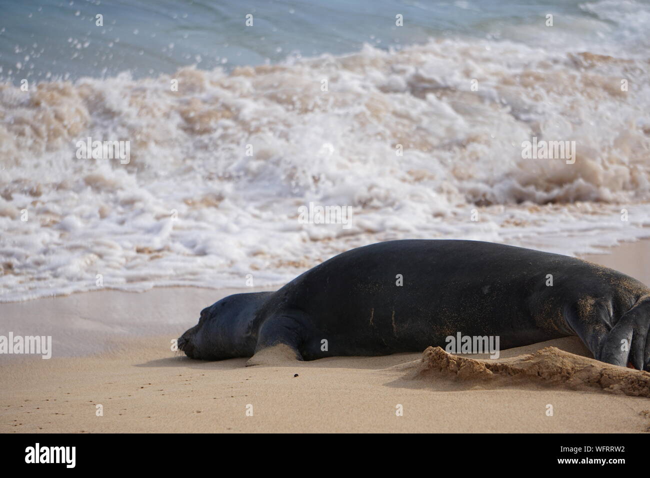 Hawaiianische Mönchsrobbe ruht am Poipu Beach in Kauai. Die Mönchsrobbe, eine bedrohte Art, schläft oft stundenlang im Sand. Stockfoto