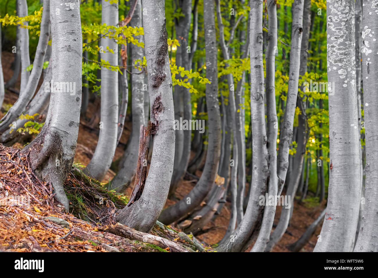 Herbst Wald bäume landschaft Stockfoto