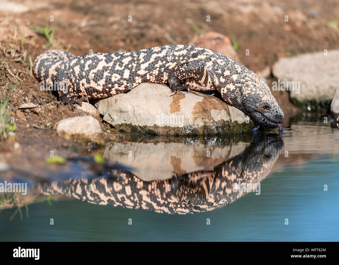 Gila Monster in der Sonora Wüste im südlichen Arizona Stockfoto