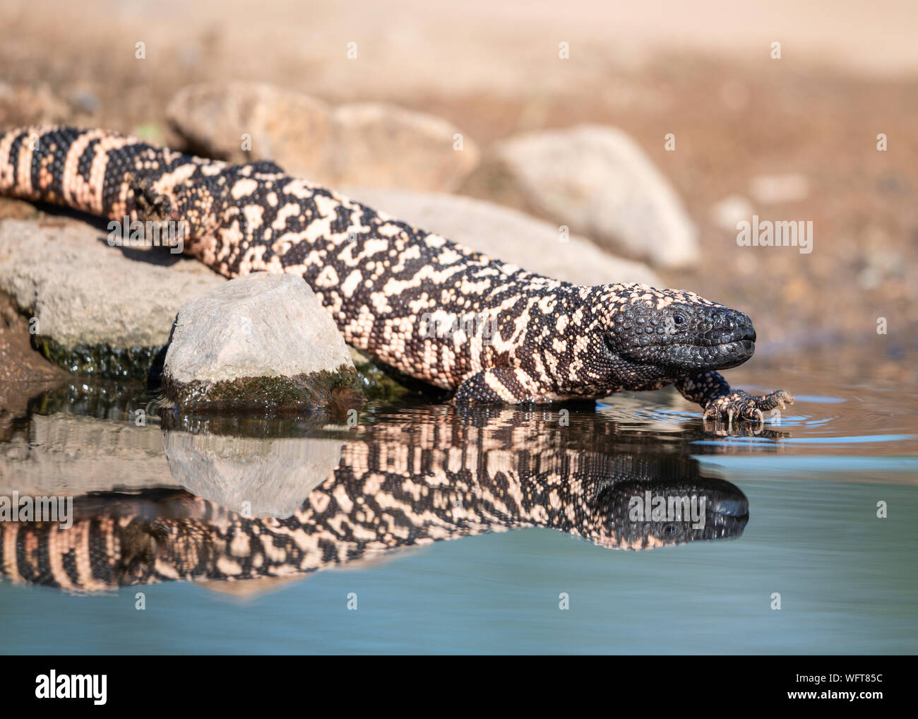 Gila Monster in der Sonora Wüste im südlichen Arizona Stockfoto