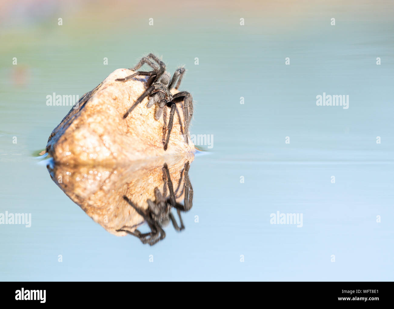 Tarantula mit Blick auf Reflexion im Wasser, Sonora Wüste, Arizona, USA Stockfoto