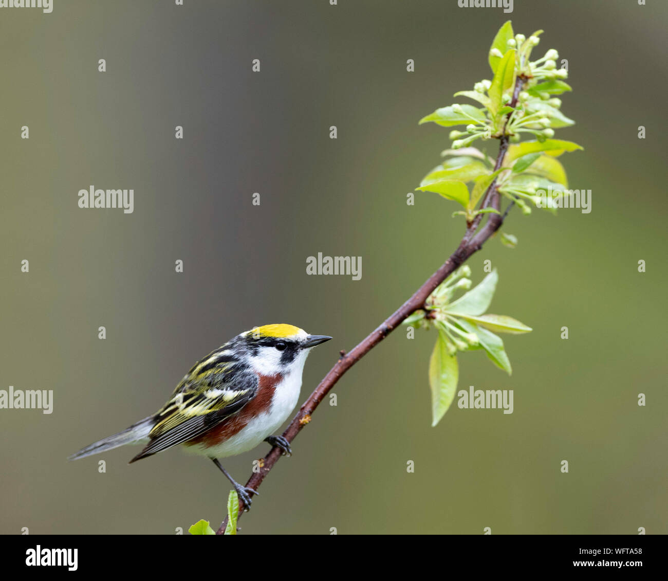 Kastanienwarbler (Setophaga pensylvanica) brüten im östlichen Nordamerika und im südlichen Kanada westlich zu den Kanadischen Prärien Stockfoto