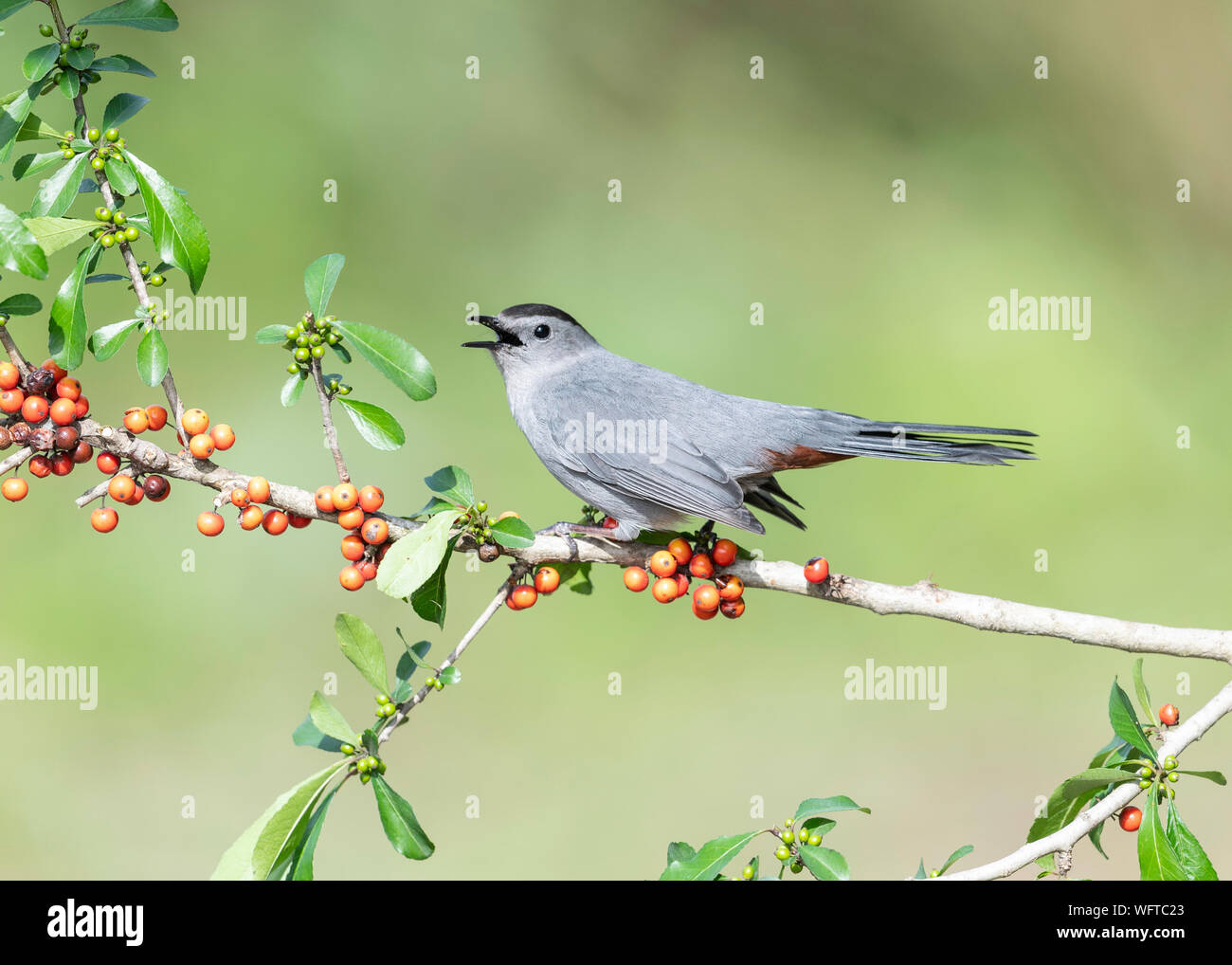 Grau Catbird auf Barsch am Wasser in Galveston Texas Stockfoto