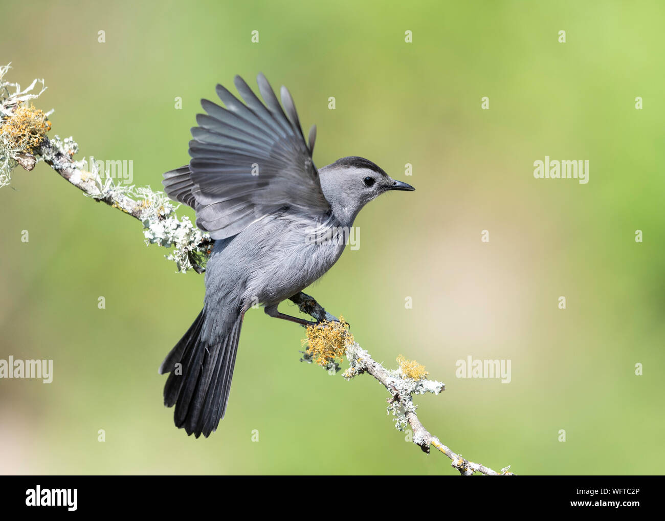 Grau Catbird auf Barsch am Wasser in Galveston Texas Stockfoto