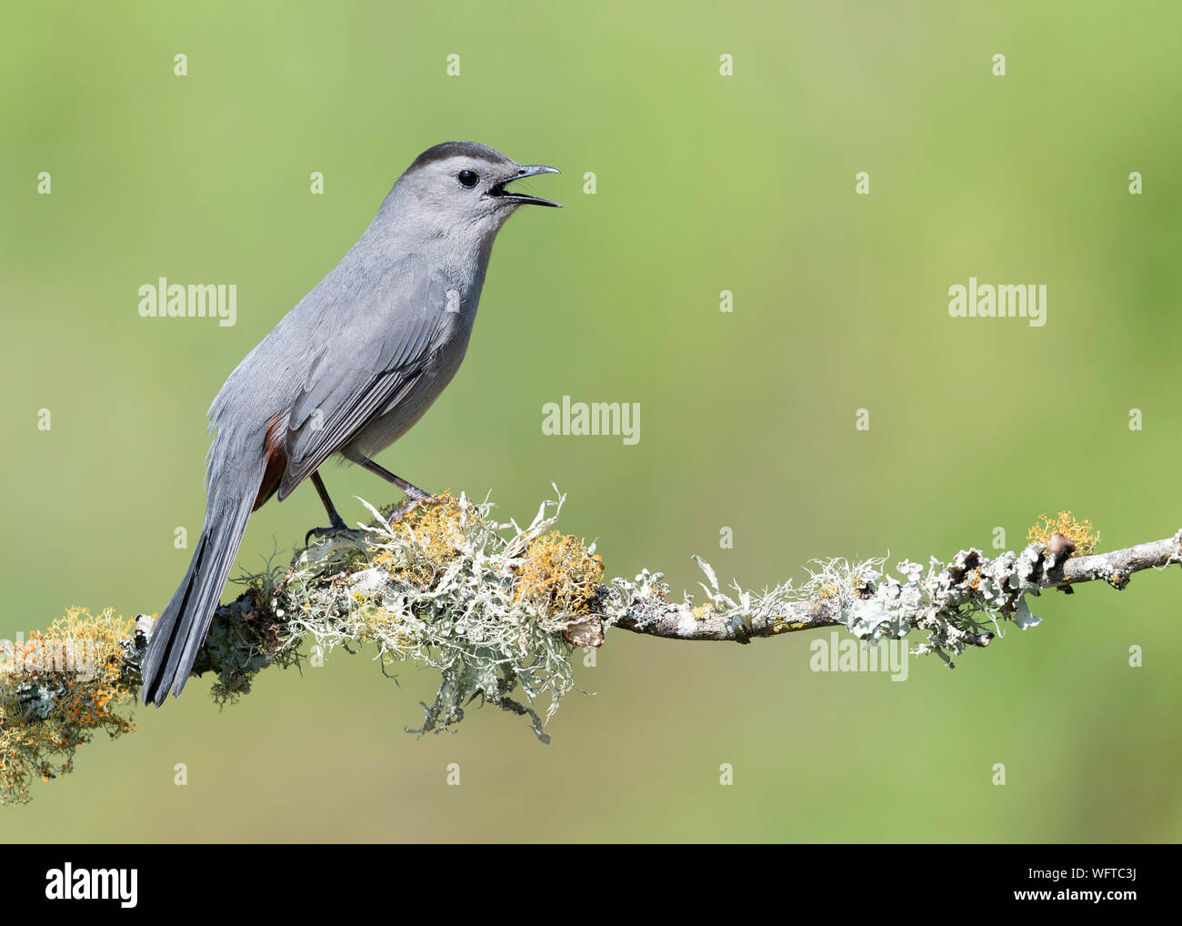 Grau Catbird auf Barsch am Wasser in Galveston Texas Stockfoto