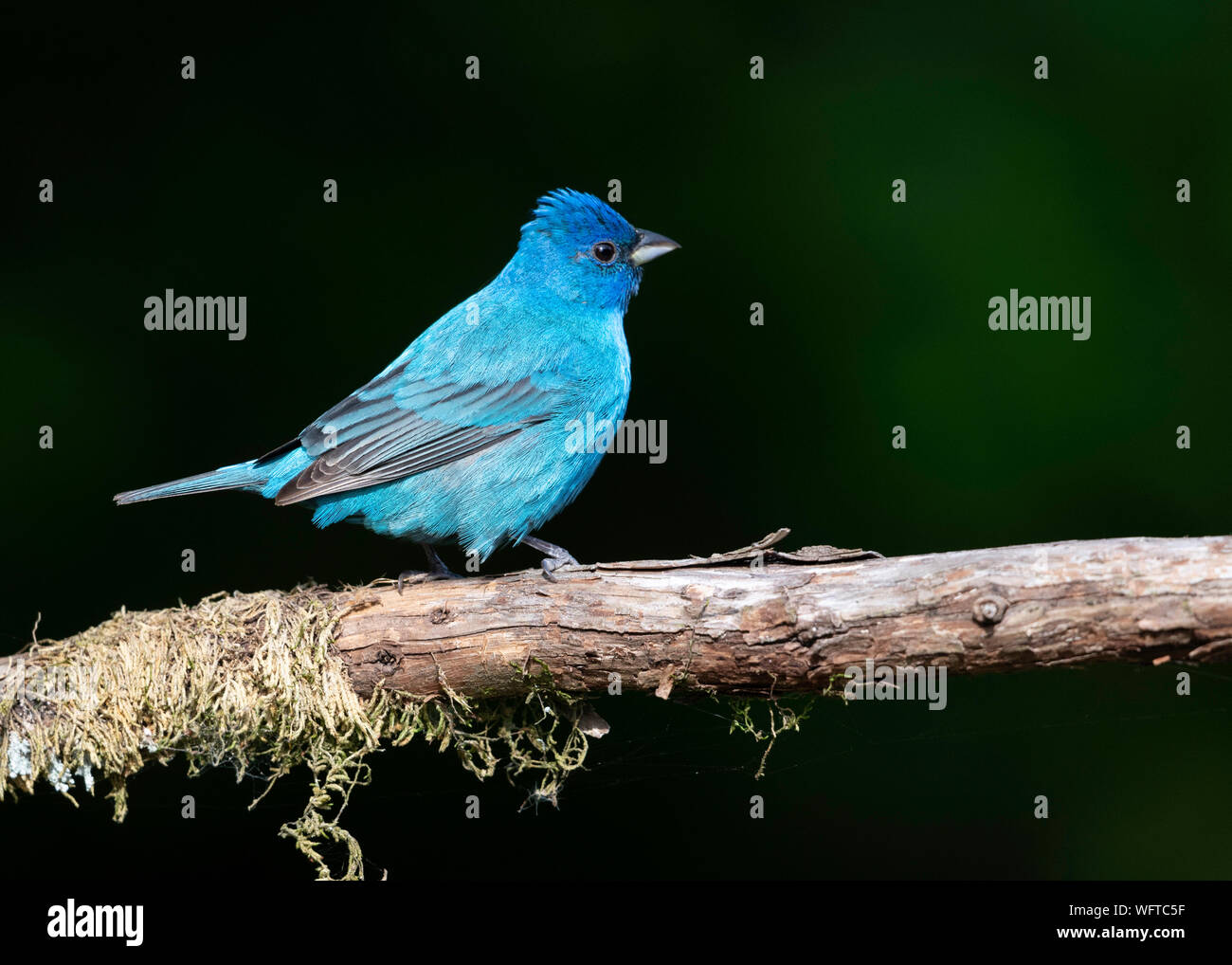 Indigo Bunting während der Migration in Galveston Texas Stockfoto