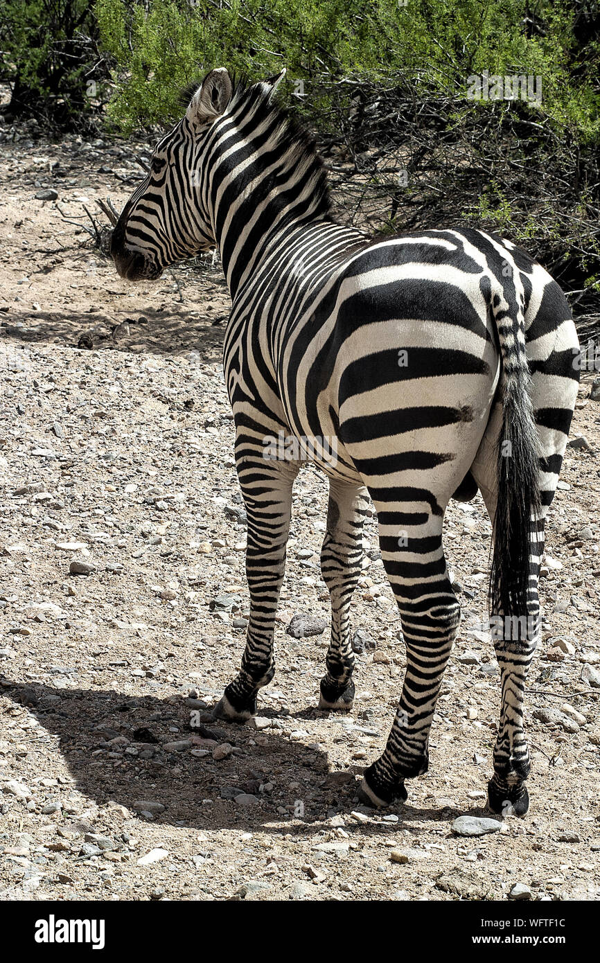 Grant's Zebra. Voller Körper. Profil. Nach rechts. Stockfoto