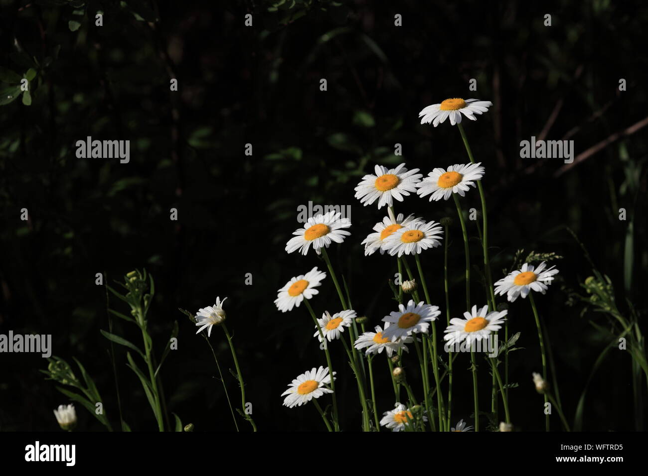 Daisy Flowers wild wachsen in Ontario, 27. Juni 2019 Stockfoto