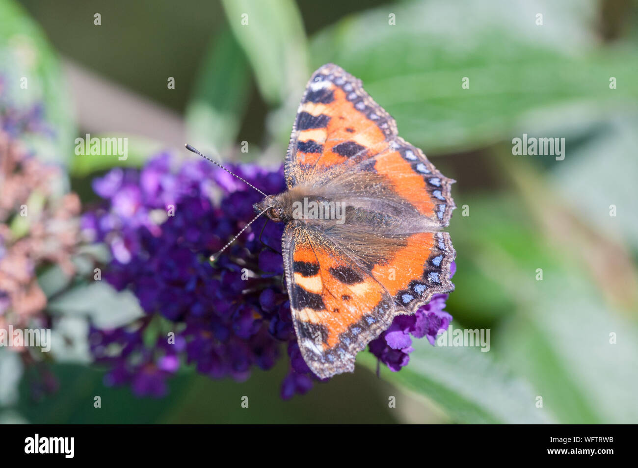 Kleiner Fuchs Schmetterling Fütterung auf sommerflieder Blumen. Stockfoto