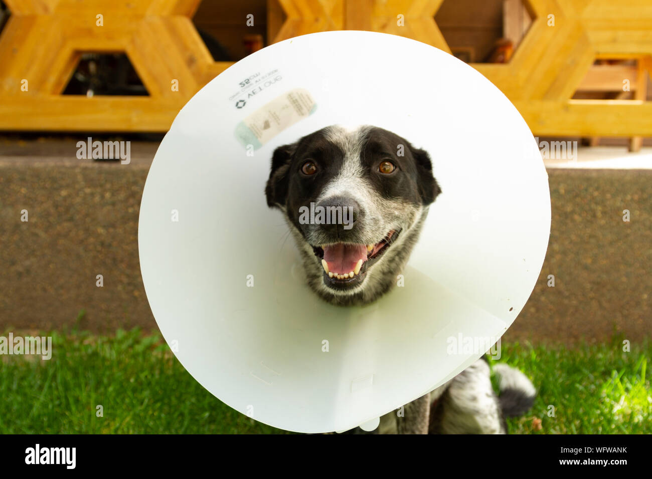 Blue heeler suchen besorgt um sein Haustier Kegel abzuschrecken lecken ein frisch vernäht Wunde tragen. Stockfoto