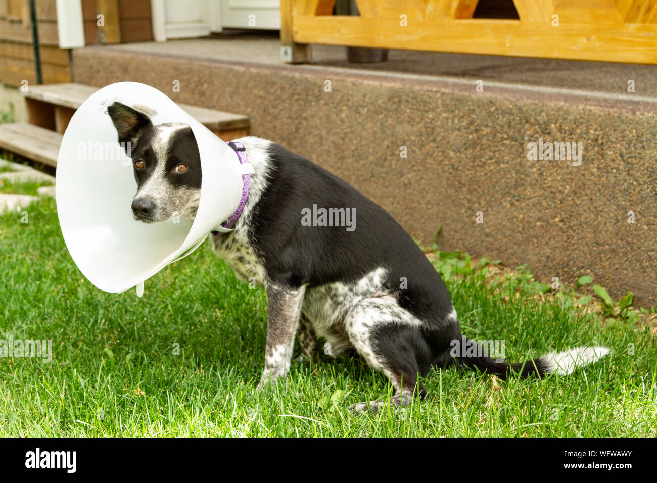 Blue heeler suchen besorgt um sein Haustier Kegel abzuschrecken lecken ein frisch vernäht Wunde tragen. Stockfoto