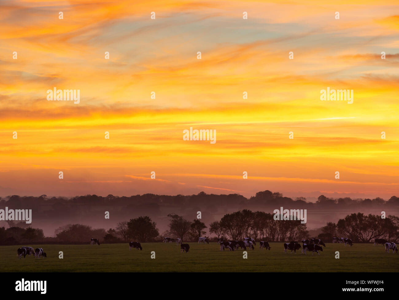Kühe in Feld bei Sonnenuntergang, Somerset, Großbritannien Stockfoto