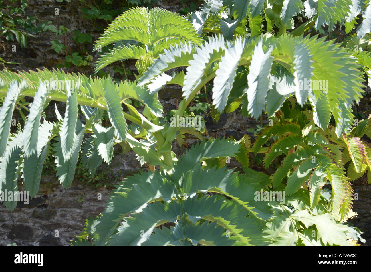 Melianthus major, Greenway House Gardens, Devon, England Stockfoto