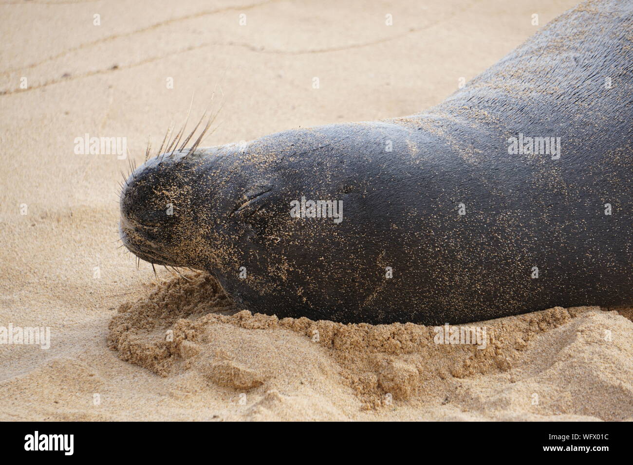 Hawaiianische Mönchsrobbe ruht am Poipu Beach in Kauai. Die Mönchsrobbe, eine bedrohte Art, schläft oft stundenlang im Sand. Stockfoto