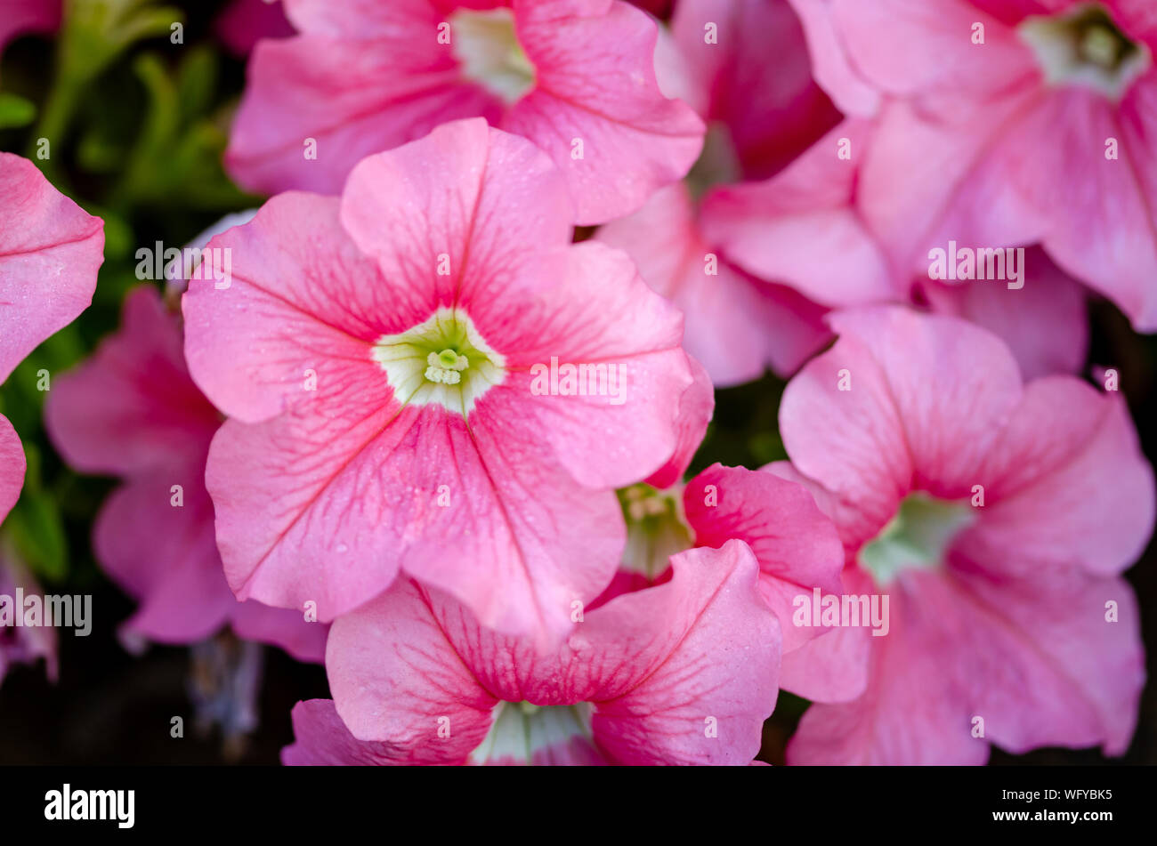 Closeup Schuß von Rosa petunia Blumen als Hintergrund Stockfoto