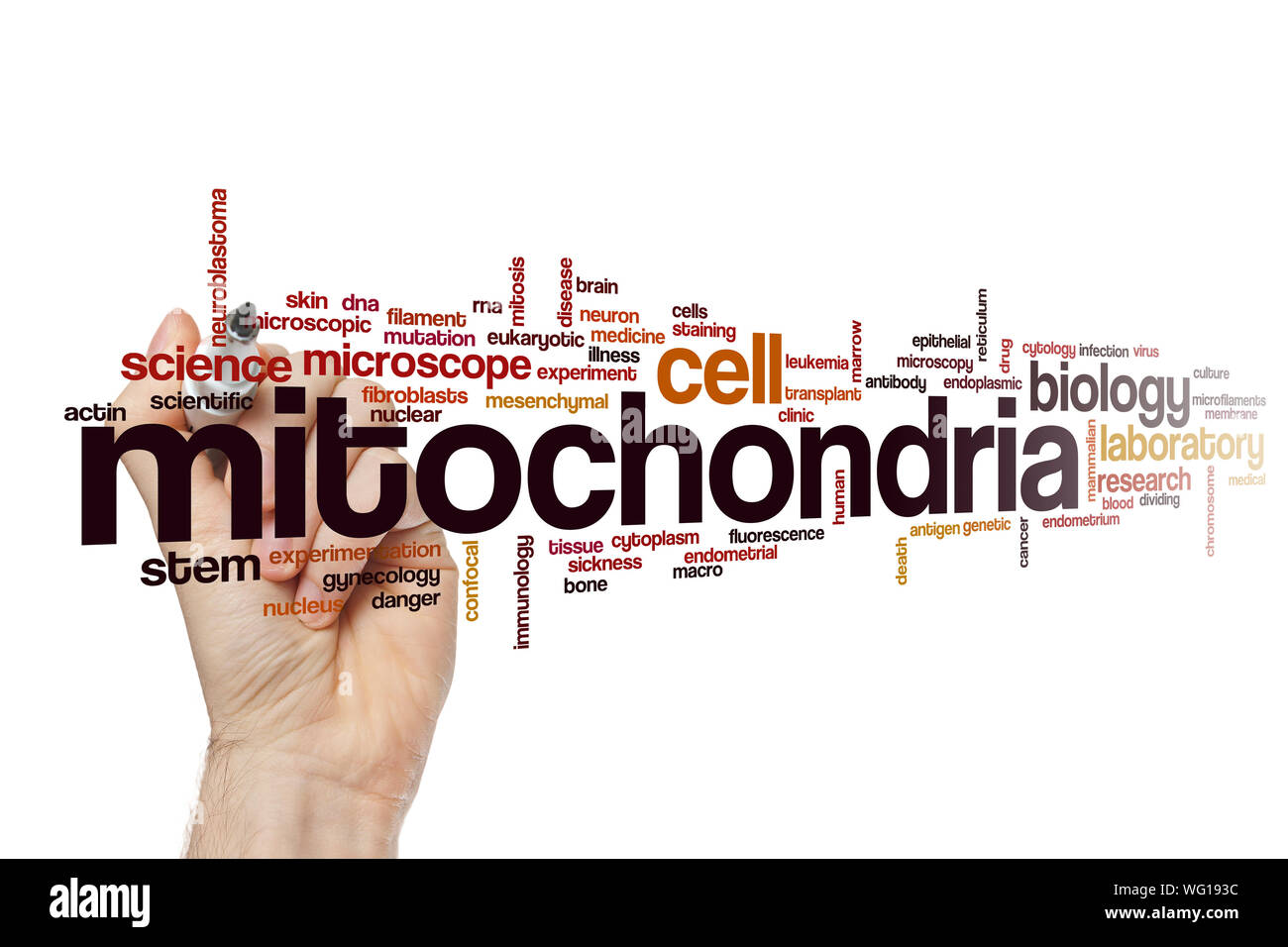 Mitochondrien Wort cloud Konzept Stockfoto