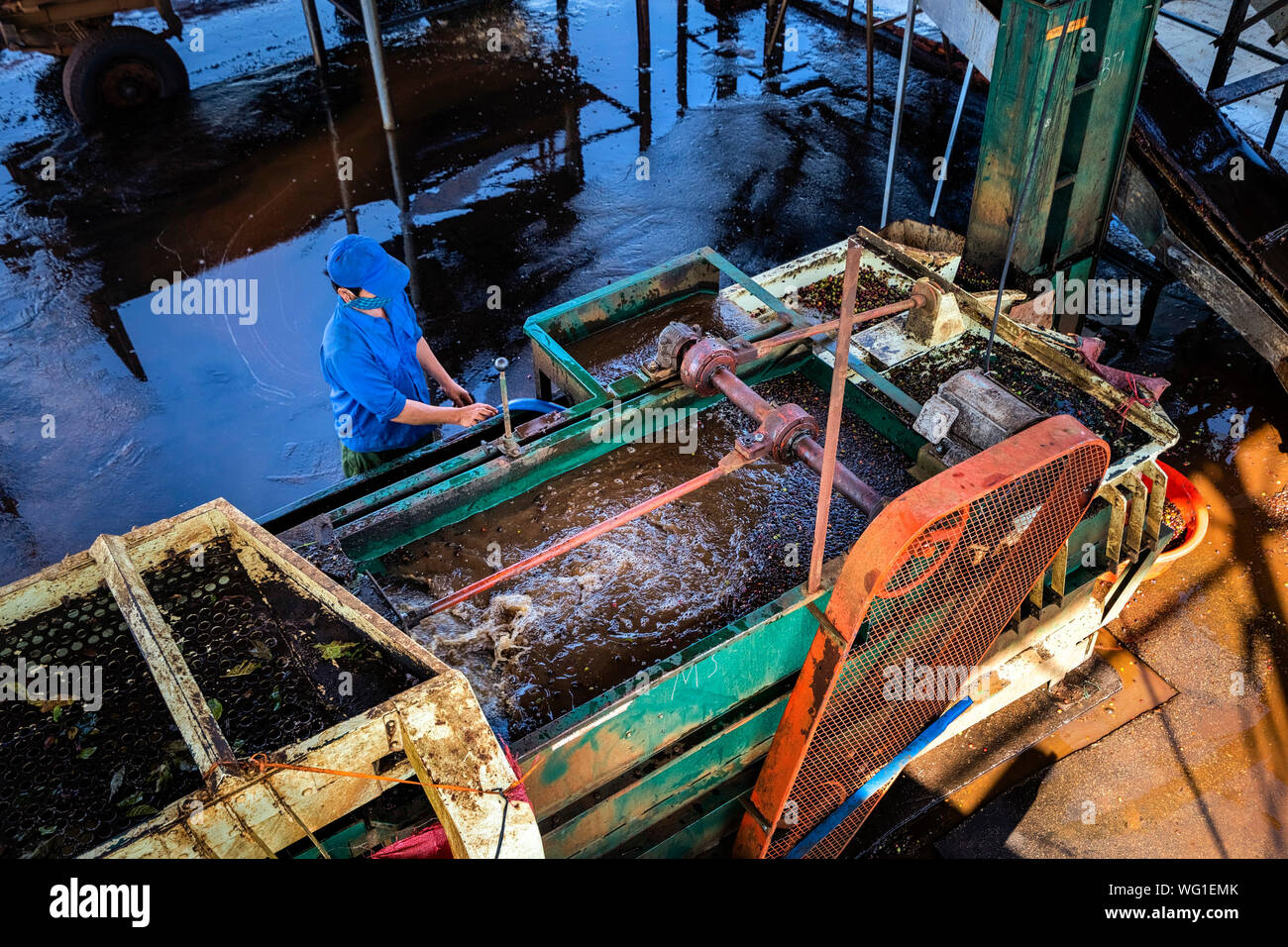 Die vorläufige Verarbeitung und Reinigungsmaschinen, Robusta und Arabica Beeren in der Fabrik, Gia Lai, Vietnam Stockfoto