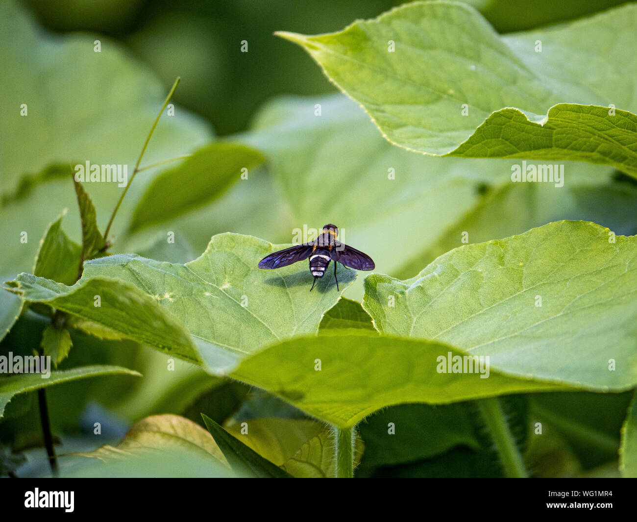 Eine Ligyra tantalos Bombyliidae beefly der Familie ruht auf einem Blatt in einem japanischen Wald in der Nähe der Tama-fluss in Kanagawa, Japan. Stockfoto
