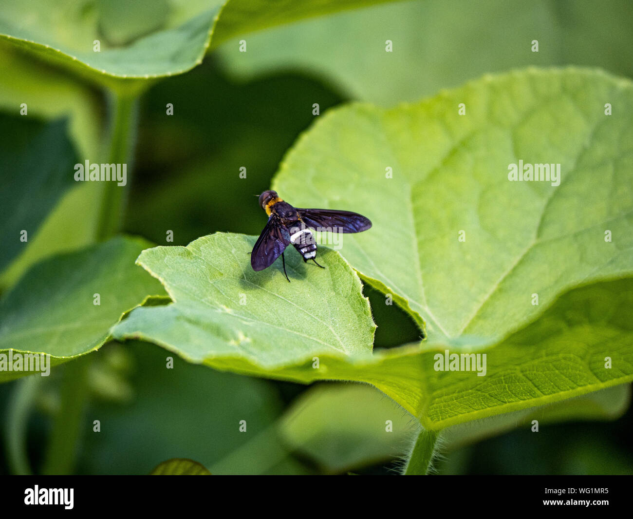 Eine Ligyra tantalos Bombyliidae beefly der Familie ruht auf einem Blatt in einem japanischen Wald in der Nähe der Tama-fluss in Kanagawa, Japan. Stockfoto