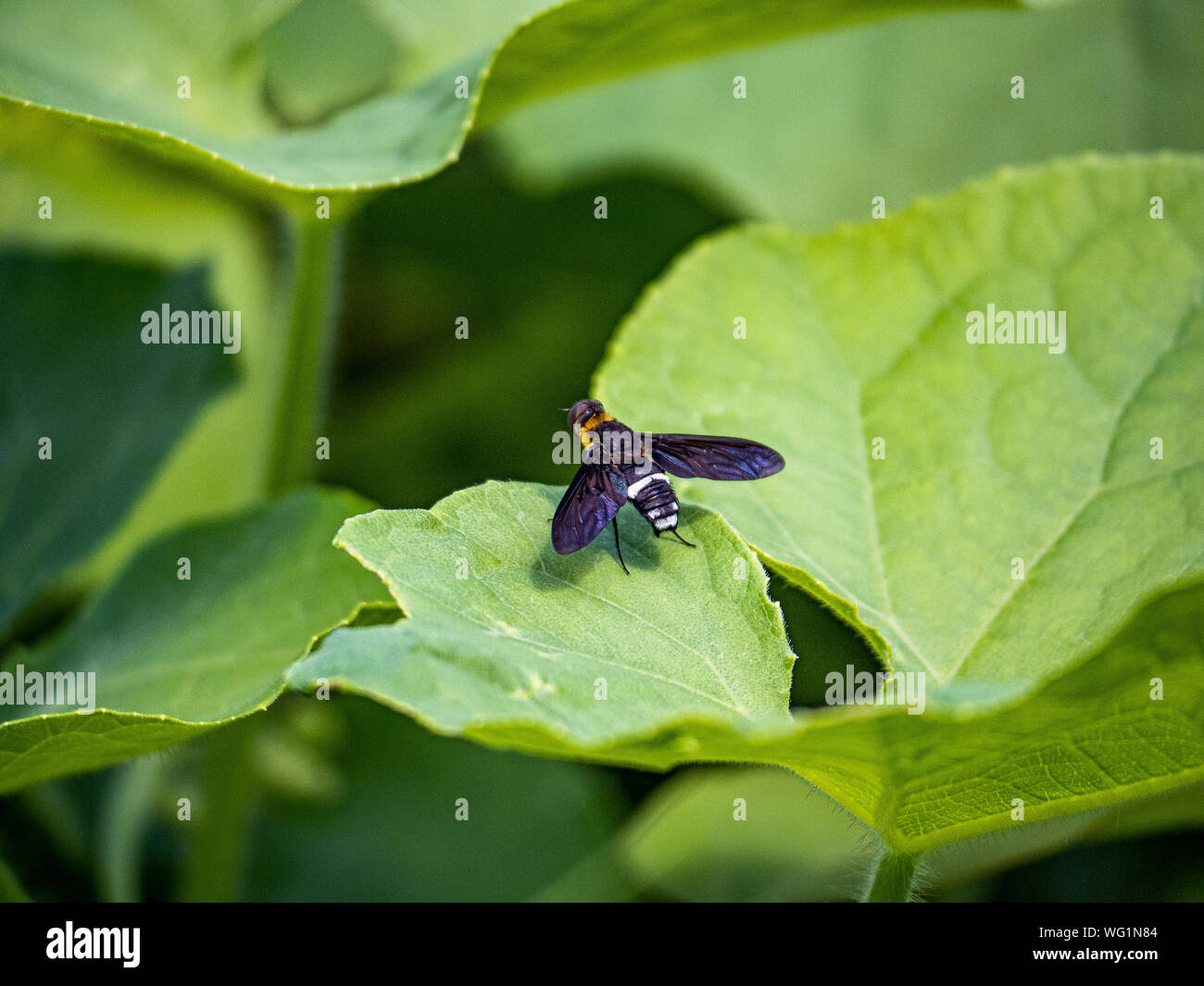 Eine Ligyra tantalos Bombyliidae beefly der Familie ruht auf einem Blatt in einem japanischen Wald in der Nähe der Tama-fluss in Kanagawa, Japan. Stockfoto