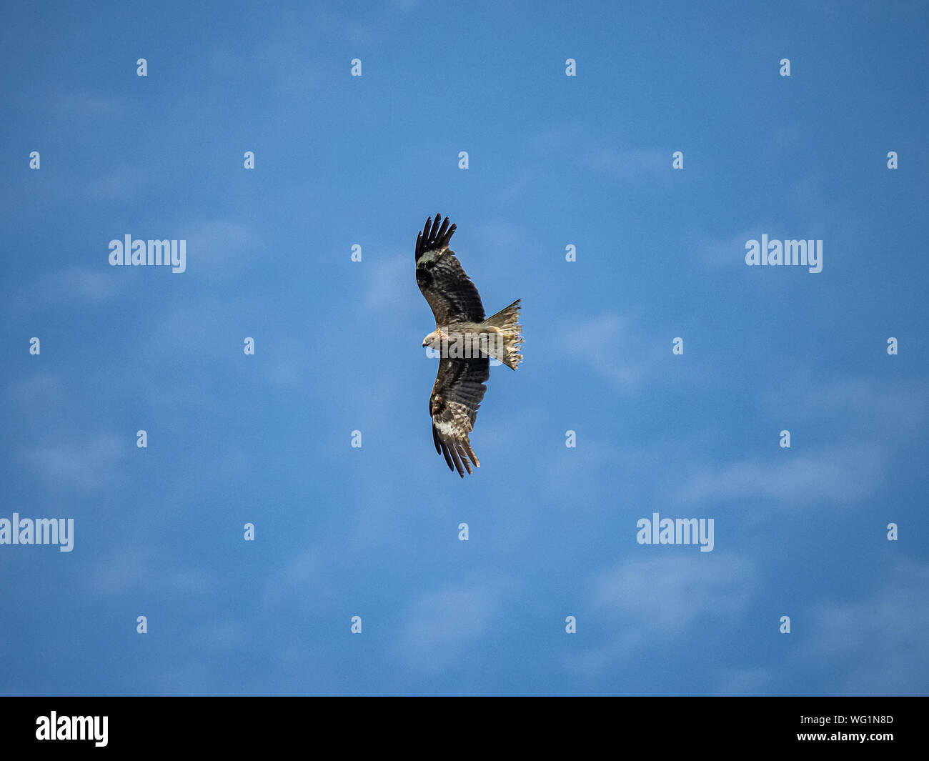 Eine japanische Schwarz eared Kite, MILVUS MIGRANS lineatus, Kreise über den Tama-fluss in Kanagawa, Japan an einem hellen Sommertag. Stockfoto